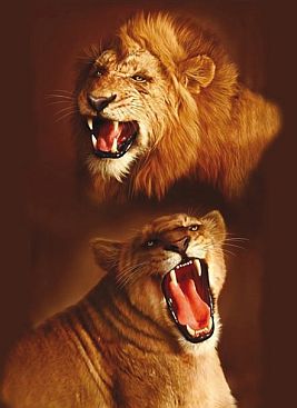 Badetuch-2432-Lion-150x200