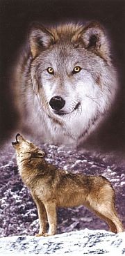 Badetuch-2625-Wolf-100x183