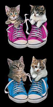 Cats-in-Sneakers-2490