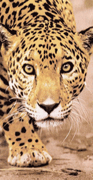 Leopard-paw-world-of-sale