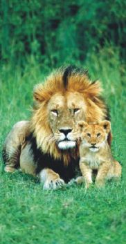 Loewe-Loewen-im-Grass