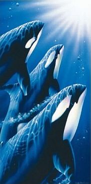 Orcas-100-180-2523