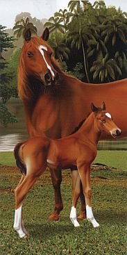 Pferd-mit-Pfohlen-2505-1