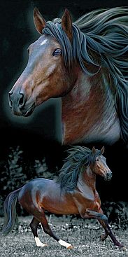 Pferde-Black-Beauty-2505-5