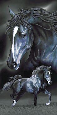Pferde-Black-Beauty-Horses-2420