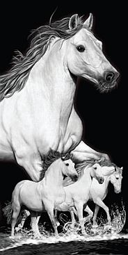 Pferde-weiss-White-Horses-2505-6