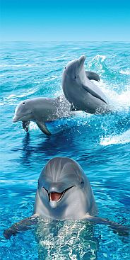 Playing-Dolphins-Spielende-Delfine-2408