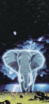 Schimmel-Spirit-of-Africa