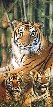 Tiger-Family-2517-5