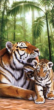 Tiger-in-Love-Tiger-Liebe-2517-3