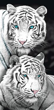 White-Tiger-Weisser-Tiger-2517-4