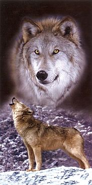 Woelfe-heulend-Howling-2516-1