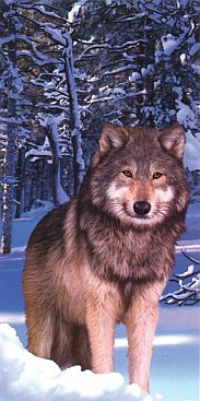Wolf-Forest-Wald-Wolf-2516-6