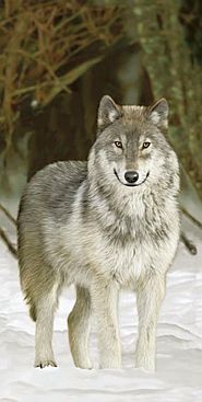 Wolf-Schnee-Snow-Wolf-2516-4