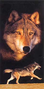 Wolf-laufend-Running-2516-3