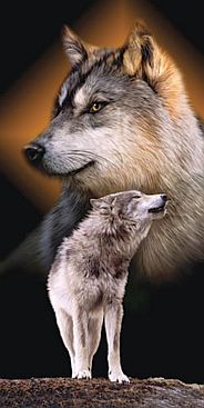 Wolf-lauschend-Listening-Wolf-2516-2