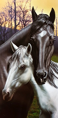 Black and White Horse